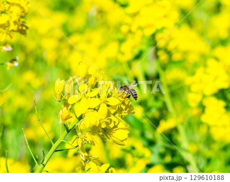 春のたより 満開の菜の花畑で蜜を集めるかわいいミツバチ 春のたより 満開の菜の花畑で蜜を集めるかわいいミツバチ 129610188
