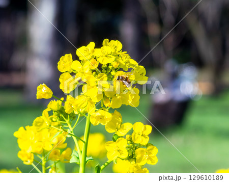 春のたより 満開の菜の花畑で蜜を集めるかわいいミツバチ 春のたより 満開の菜の花畑で蜜を集めるかわいいミツバチ 129610189