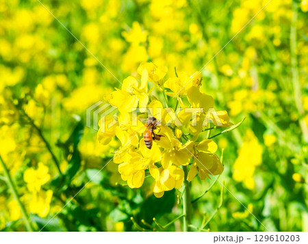 春のたより　満開の菜の花畑で蜜を集めるかわいいミツバチ 129610203