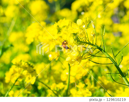 春のたより　満開の菜の花畑で蜜を集めるかわいいミツバチ 129610219