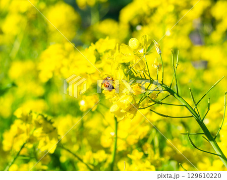 春のたより　満開の菜の花畑で蜜を集めるかわいいミツバチ 129610220