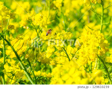 春のたより　満開の菜の花畑で蜜を集めるかわいいミツバチ 129610239