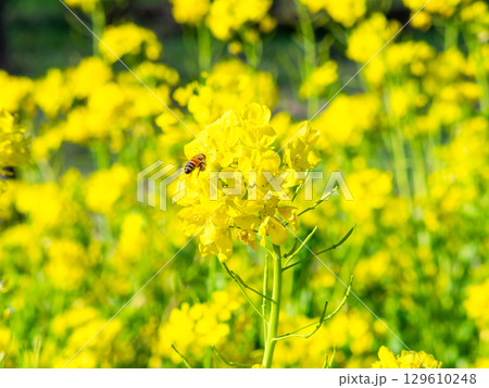 春のたより　満開の菜の花畑で蜜を集めるかわいいミツバチ 129610248