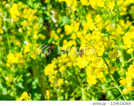 春のたより　満開の菜の花畑で蜜を集めるかわいいミツバチ 129610268