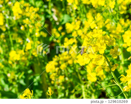 春のたより　満開の菜の花畑で蜜を集めるかわいいミツバチ 129610269