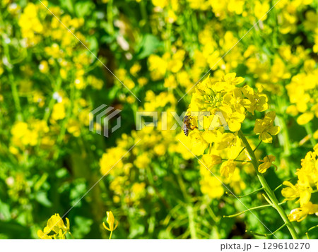 春のたより　満開の菜の花畑で蜜を集めるかわいいミツバチ 129610270