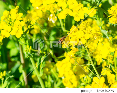 春のたより 満開の菜の花畑で蜜を集めるかわいいミツバチ 春のたより 満開の菜の花畑で蜜を集めるかわいいミツバチ 129610275