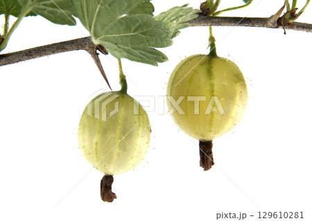 Close-Up of Gooseberries Hanging from a Branch Isolated on White Background 129610281