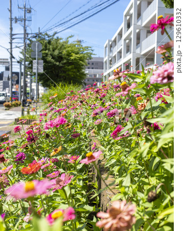 道路沿いの花壇に咲いた百日草の花 道路沿いの花壇に咲いた百日草の花 129610332