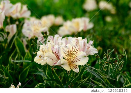 綺麗なアルストロメリア 綺麗なアルストロメリア 129610353