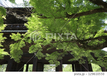 歴史あふれる京都南禅寺の初夏の風景 歴史あふれる京都南禅寺の初夏の風景 129610550