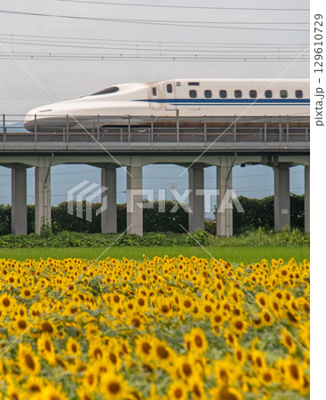 晴天の下、満開のひまわりの横を走る東海道新幹線N700A 晴天の下、満開のひまわりの横を走る東海道新幹線N700A 129610729