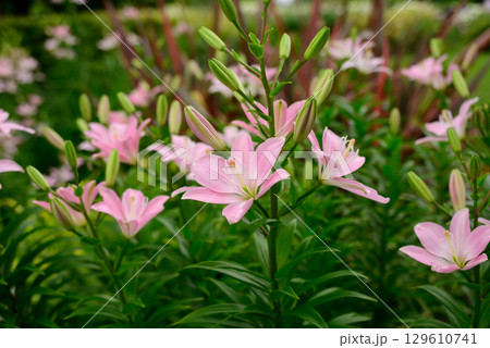 夏の日差しを浴びて輝くユリの花 129610741
