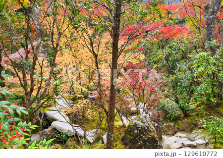 大原　宝泉院　宝楽園の美しい紅葉（京都府京都市左京区）　 129610772