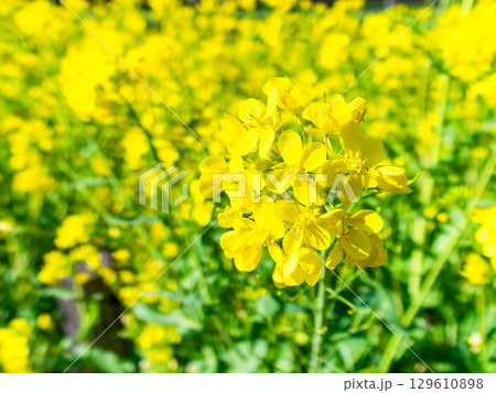 春の訪れ 早春のうららかな陽射しを浴びる菜の花 春の訪れ 早春のうららかな陽射しを浴びる菜の花 129610898