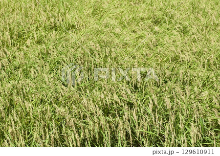 田んぼ 8月中旬 稲 129610911
