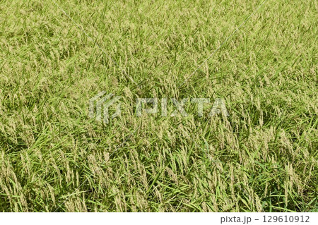 田んぼ 8月中旬 稲 129610912