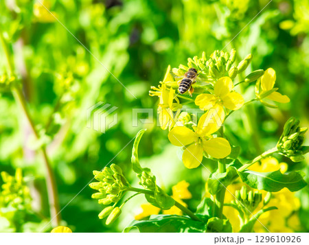 春のたより 満開の菜の花畑で蜜を集めるかわいいミツバチ 春のたより 満開の菜の花畑で蜜を集めるかわいいミツバチ 129610926