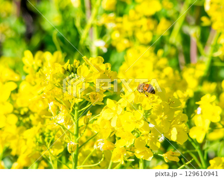 春のたより　満開の菜の花畑で蜜を集めるかわいいミツバチ 129610941