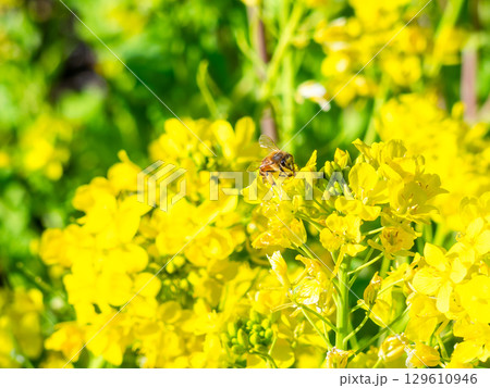 春のたより　満開の菜の花畑で蜜を集めるかわいいミツバチ 129610946