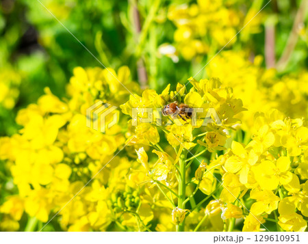 春のたより 満開の菜の花畑で蜜を集めるかわいいミツバチ 春のたより 満開の菜の花畑で蜜を集めるかわいいミツバチ 129610951