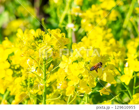 春のたより　満開の菜の花畑で蜜を集めるかわいいミツバチ 129610955