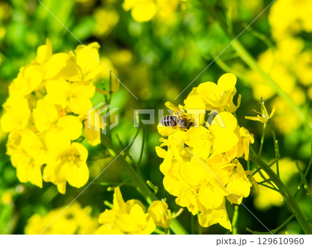 春のたより　満開の菜の花畑で蜜を集めるかわいいミツバチ 129610960