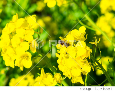 春のたより 満開の菜の花畑で蜜を集めるかわいいミツバチ 春のたより 満開の菜の花畑で蜜を集めるかわいいミツバチ 129610961