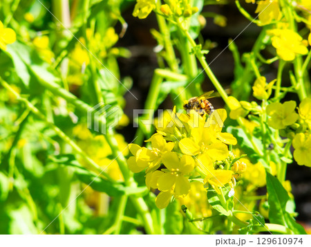 春のたより　満開の菜の花畑で蜜を集めるかわいいミツバチ 129610974