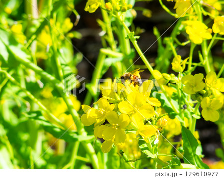 春のたより 満開の菜の花畑で蜜を集めるかわいいミツバチ 春のたより 満開の菜の花畑で蜜を集めるかわいいミツバチ 129610977