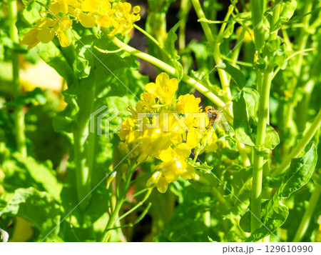 春のたより　満開の菜の花畑で蜜を集めるかわいいミツバチ 129610990