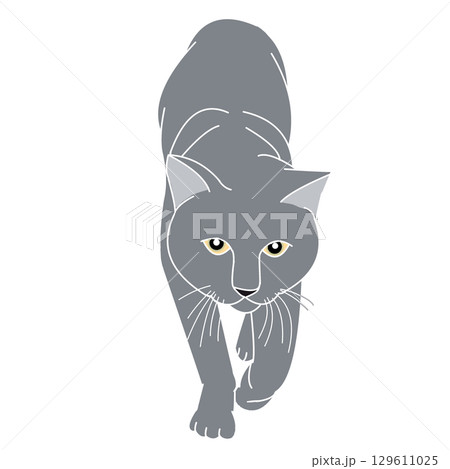 灰色猫 灰色猫 129611025