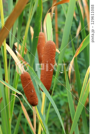ガマの穂 129611088