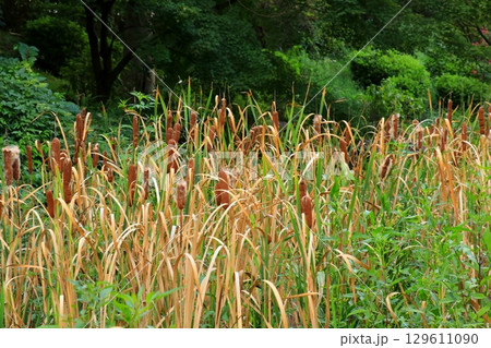 ガマの穂 129611090
