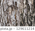 Different textures and shapes of tree bark with a bark background 129611214
