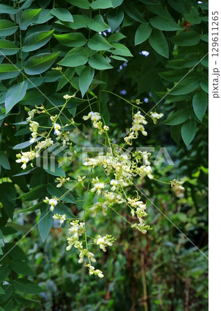白いエンジュの花 白いエンジュの花 129611265