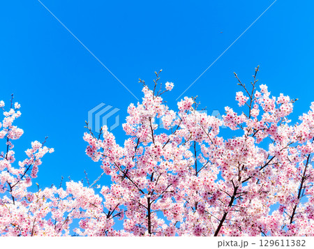 春の訪れ　美しく満開に咲き誇る河津桜 129611382