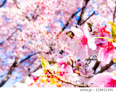 春の訪れ 美しく満開に咲き誇る河津桜 春の訪れ 美しく満開に咲き誇る河津桜 129611395