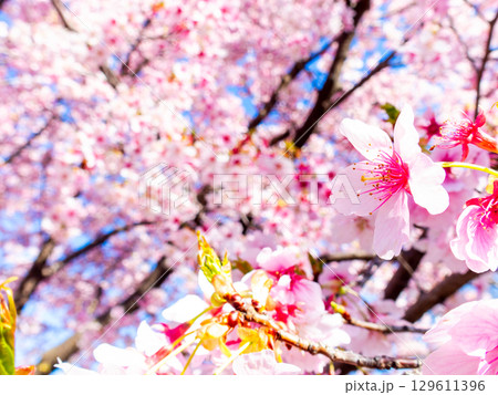 春の訪れ　美しく満開に咲き誇る河津桜 129611396