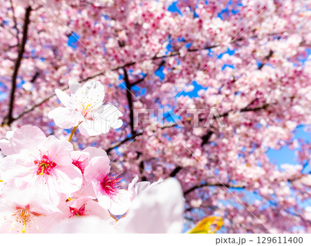 春の訪れ 美しく満開に咲き誇る河津桜 春の訪れ 美しく満開に咲き誇る河津桜 129611400
