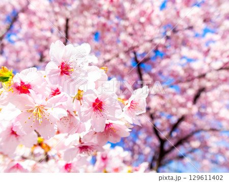 春の訪れ 美しく満開に咲き誇る河津桜 春の訪れ 美しく満開に咲き誇る河津桜 129611402