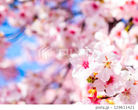 春の訪れ 美しく満開に咲き誇る河津桜 春の訪れ 美しく満開に咲き誇る河津桜 129611421