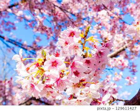 春の訪れ　美しく満開に咲き誇る河津桜 129611427