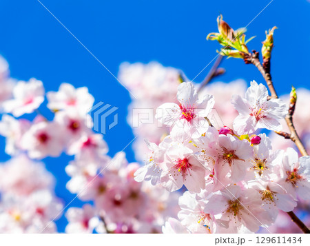 春の訪れ　美しく満開に咲き誇る河津桜 129611434