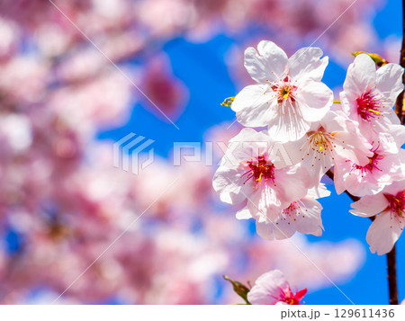 春の訪れ　美しく満開に咲き誇る河津桜 129611436