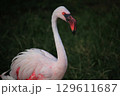 精悍な顔つきのコフラミンゴ 129611687