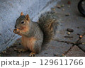 餌を食べているリス 129611766