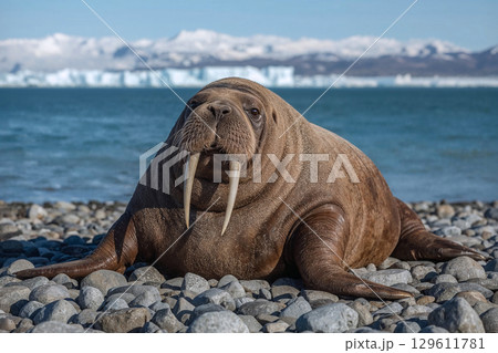 A massive walrus basking in the sun on a remote pebble beach. The powerful marine mammal looks directly at the camera against a cold polar sea. 129611781