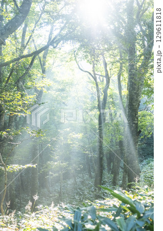 新緑の森に光芒が差し込む風景　大山鏡ヶ成 129611818