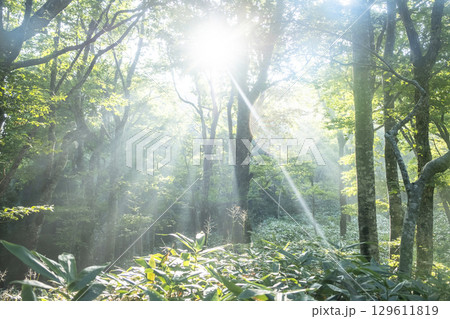 新緑の森に光芒が差し込む風景 大山鏡ヶ成 新緑の森に光芒が差し込む風景 大山鏡ヶ成 129611819